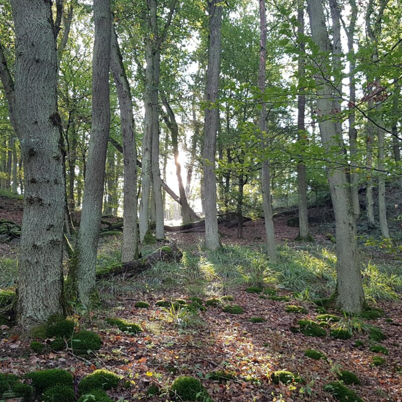 Taunus Tor ins Licht