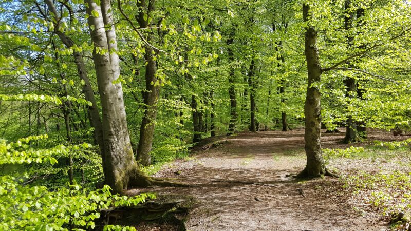 Waldbaden Frühling